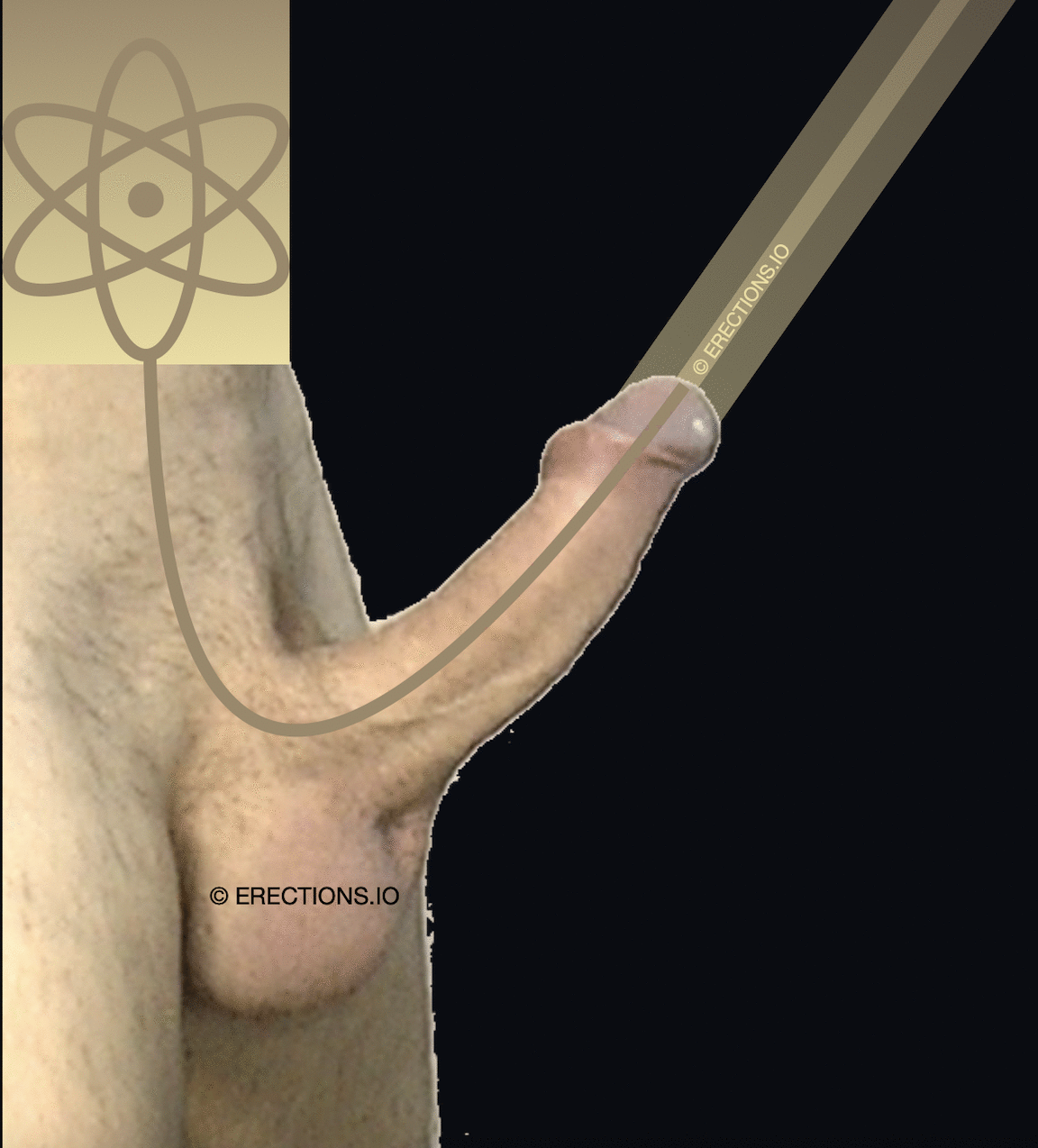 an erect penis annotated to show energy