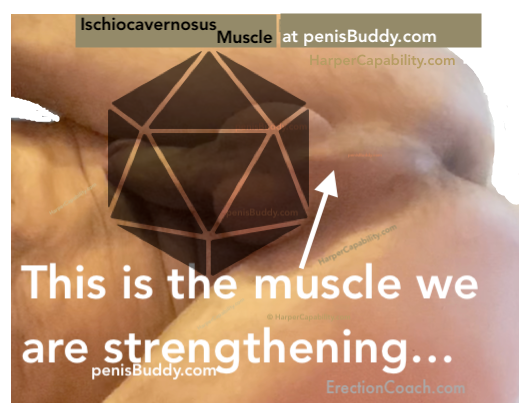 Your Erection Muscle – Ischiocavernosus