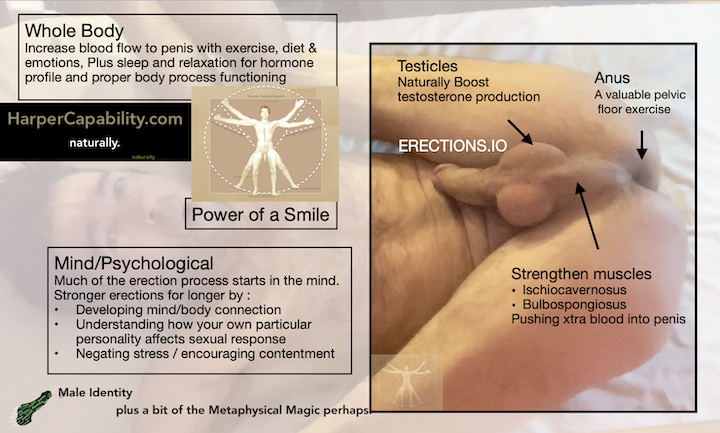 naked man on back with legs over head to show perineum - Ischiocavernosus and bulbospongiosus plus testicles and anus - annotated to show erection training targets